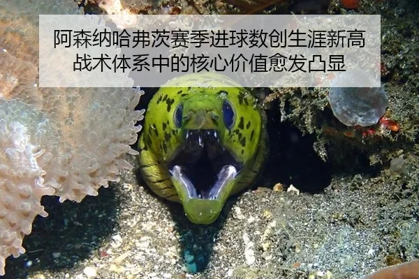 阿森纳哈弗茨赛季进球数创生涯新高 战术体系中的核心价值愈发凸显